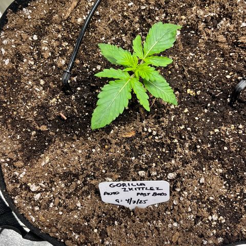 Gorilla Zkittlez Auto growlog timeline photo