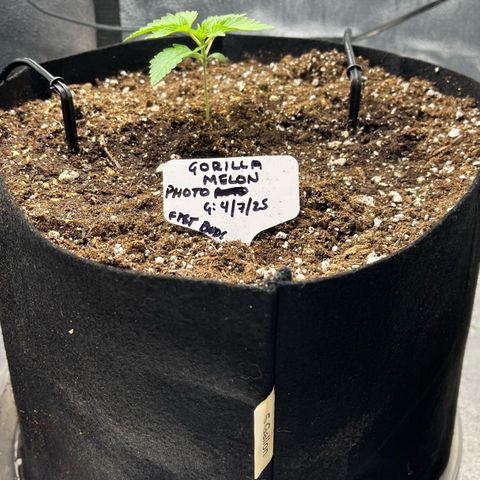 Gorilla Melon growlog timeline photo
