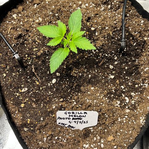 Gorilla Melon growlog timeline photo