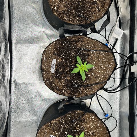 Gorilla Melon growlog timeline photo