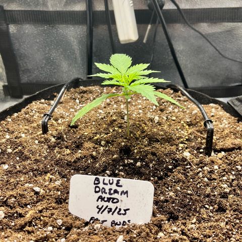 Blue Dream Auto 42-1 growlog timeline photo
