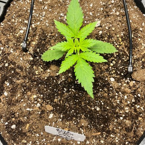 Blue Dream Auto 42-1 growlog timeline photo