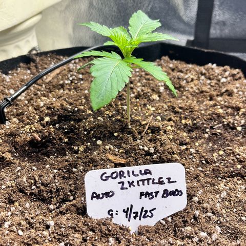 Gorilla Zkittlez Auto growlog timeline photo