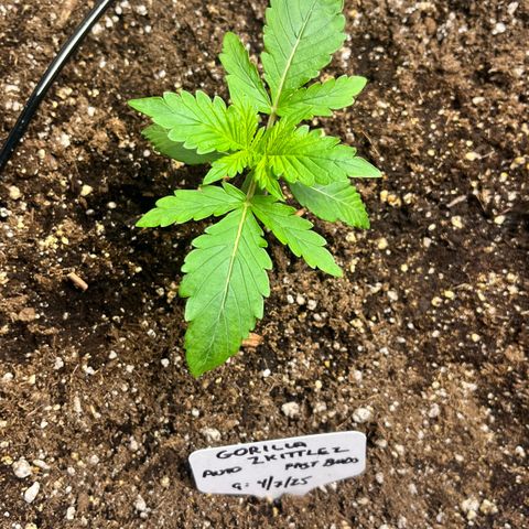 Gorilla Zkittlez Auto growlog timeline photo
