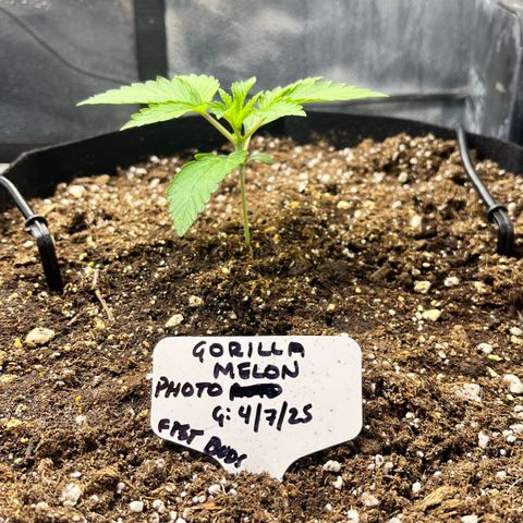 Gorilla Melon growlog timeline photo
