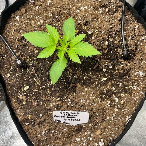 Gorilla Melon growlog timeline photo