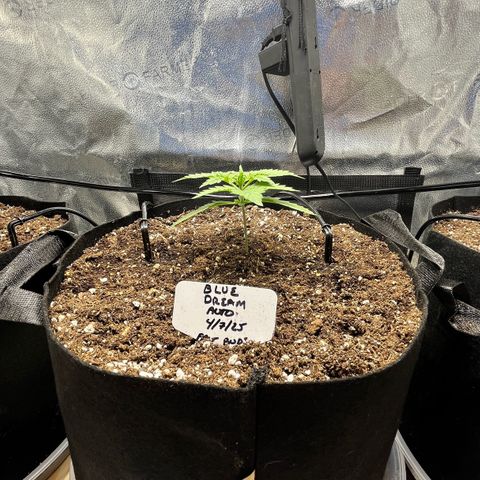 Blue Dream Auto 42-1 growlog timeline photo