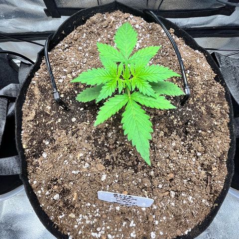 Blue Dream Auto 42-1 growlog timeline photo