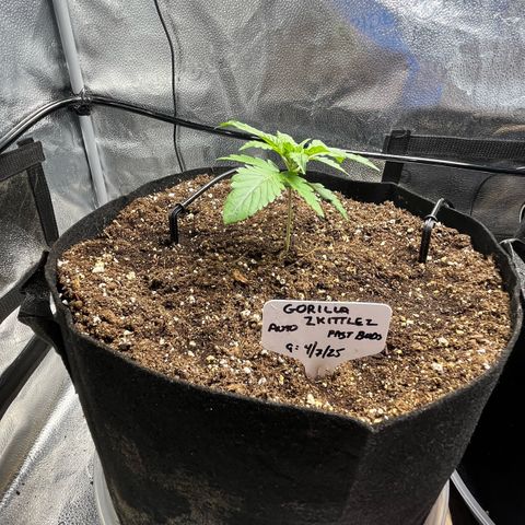 Gorilla Zkittlez Auto growlog timeline photo