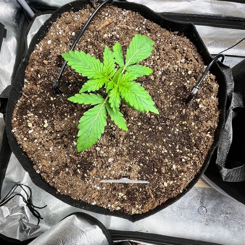 Gorilla Zkittlez Auto growlog timeline photo