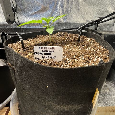 Gorilla Melon growlog timeline photo