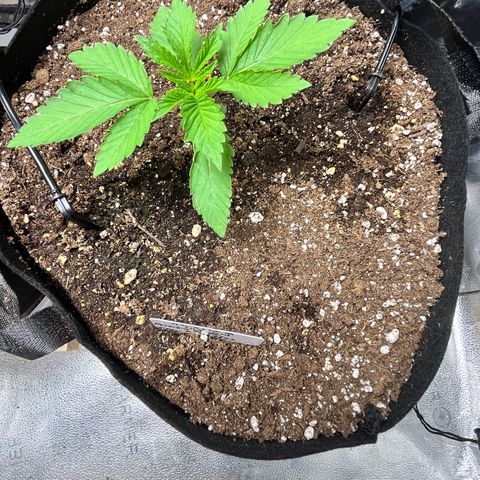 Gorilla Melon growlog timeline photo