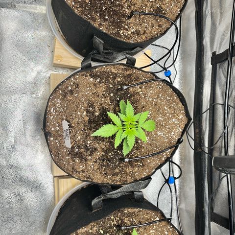 Gorilla Melon growlog timeline photo