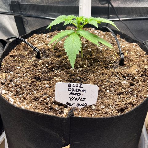 Blue Dream Auto 42-1 growlog timeline photo