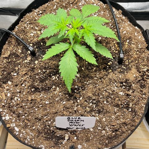 Blue Dream Auto 42-1 growlog timeline photo