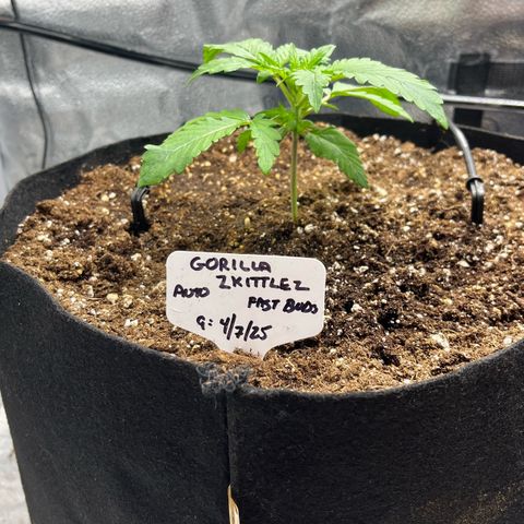 Gorilla Zkittlez Auto growlog timeline photo