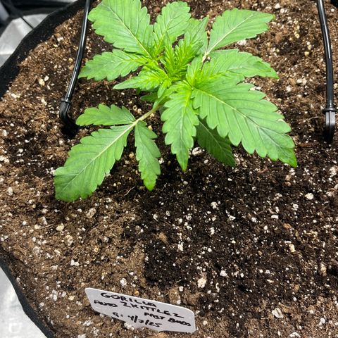 Gorilla Zkittlez Auto growlog timeline photo