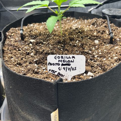 Gorilla Melon growlog timeline photo