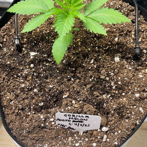 Gorilla Melon growlog timeline photo