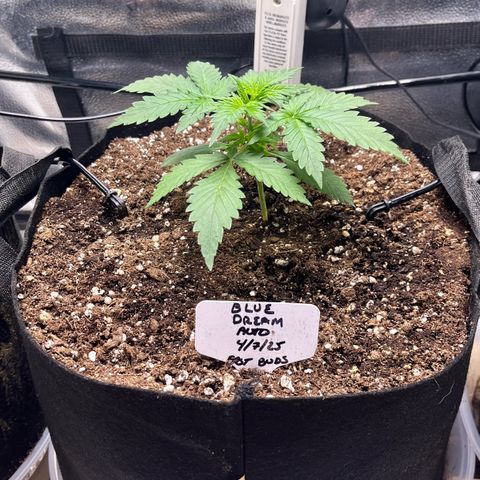 Blue Dream Auto 42-1 growlog timeline photo