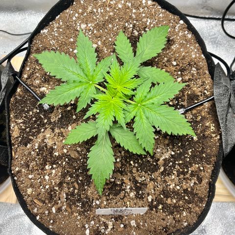 Blue Dream Auto 42-1 growlog timeline photo