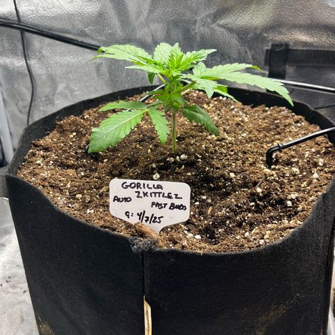 Gorilla Zkittlez Auto growlog timeline photo