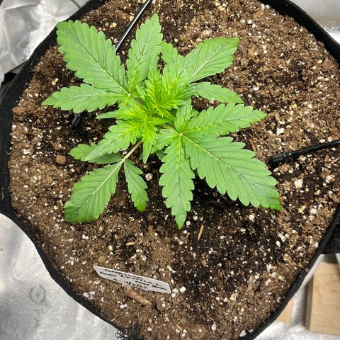 Gorilla Zkittlez Auto growlog timeline photo