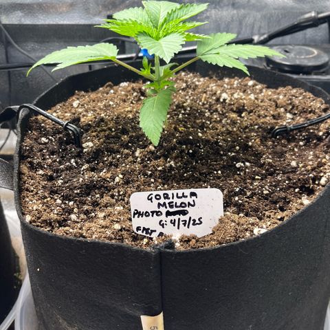 Gorilla Melon growlog timeline photo