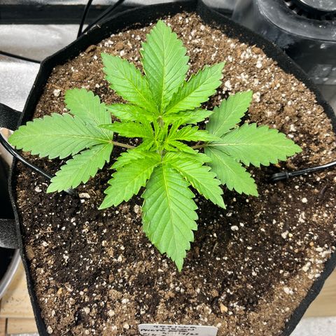 Gorilla Melon growlog timeline photo