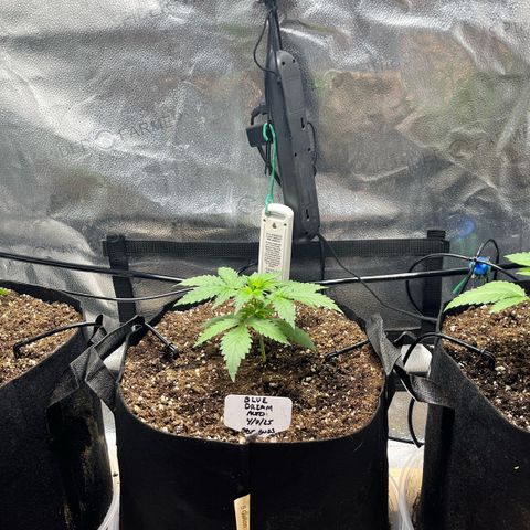 Gorilla Melon growlog timeline photo