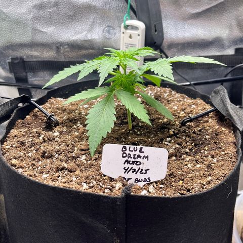 Blue Dream Auto 42-1 growlog timeline photo