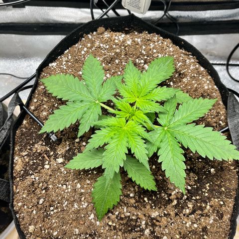 Blue Dream Auto 42-1 growlog timeline photo