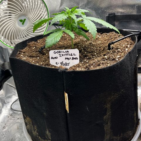 Gorilla Zkittlez Auto growlog timeline photo