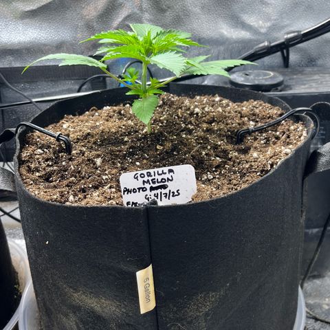 Gorilla Melon growlog timeline photo