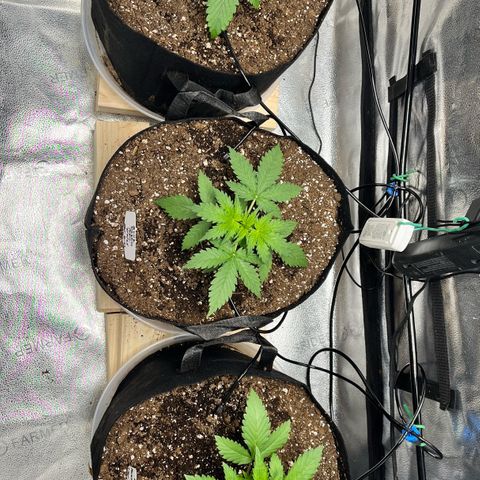 Gorilla Melon growlog timeline photo