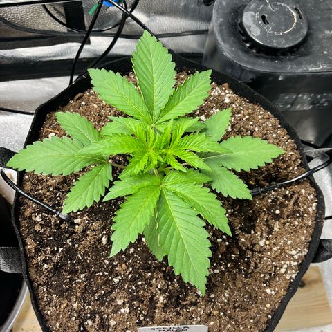 Gorilla Melon growlog timeline photo