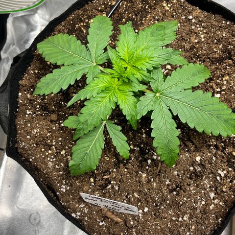 Gorilla Zkittlez Auto growlog timeline photo