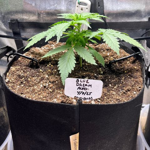 Blue Dream Auto 42-1 growlog timeline photo
