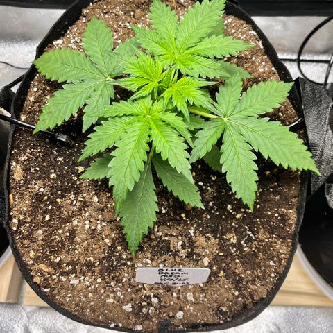 Blue Dream Auto 42-1 growlog timeline photo