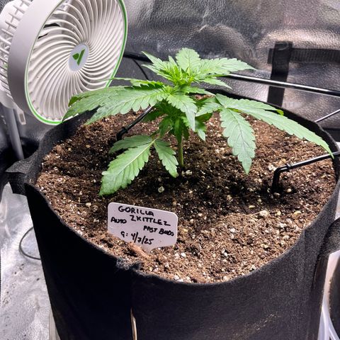 Gorilla Zkittlez Auto growlog timeline photo