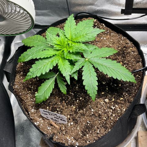 Gorilla Zkittlez Auto growlog timeline photo