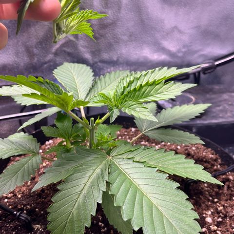 Gorilla Melon growlog timeline photo