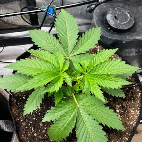 Gorilla Melon growlog timeline photo