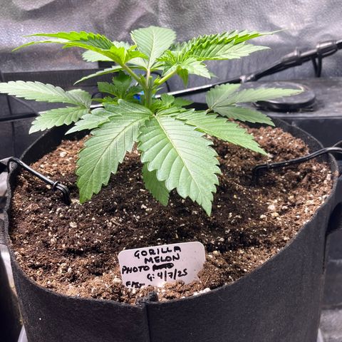 Gorilla Melon growlog timeline photo
