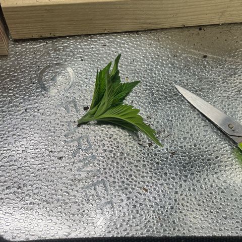 Gorilla Melon growlog timeline photo