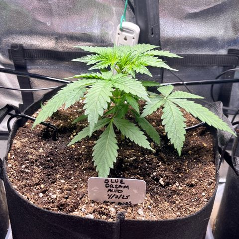 Blue Dream Auto 42-1 growlog timeline photo