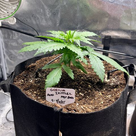 Gorilla Zkittlez Auto growlog timeline photo