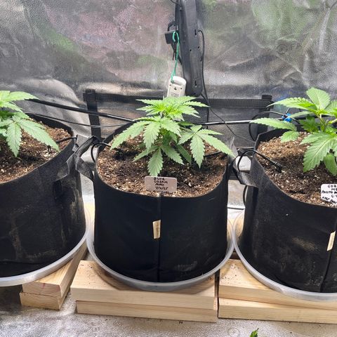 Gorilla Melon growlog timeline photo