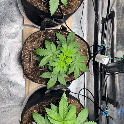 Gorilla Melon growlog timeline photo