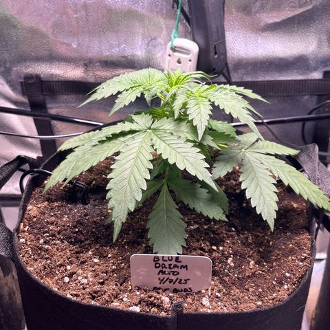 Blue Dream Auto 42-1 growlog timeline photo